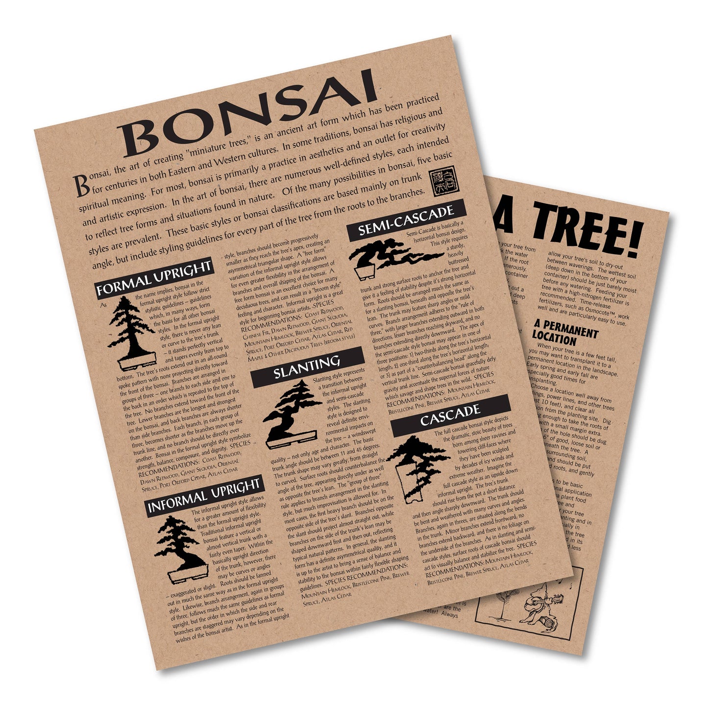 Chinese Juniper Bonsai Kit