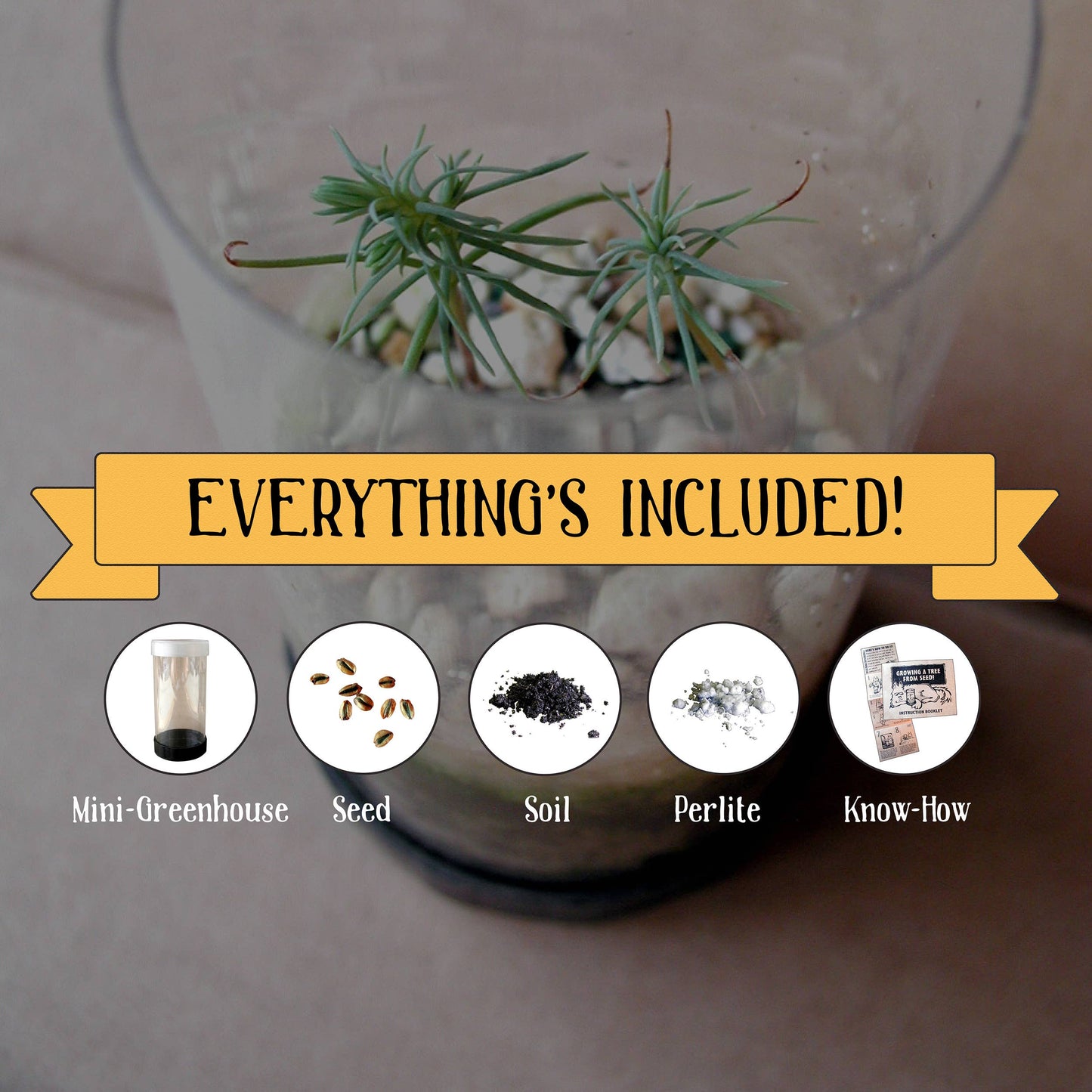 Rocky Mountain Juniper Bonsai Kit