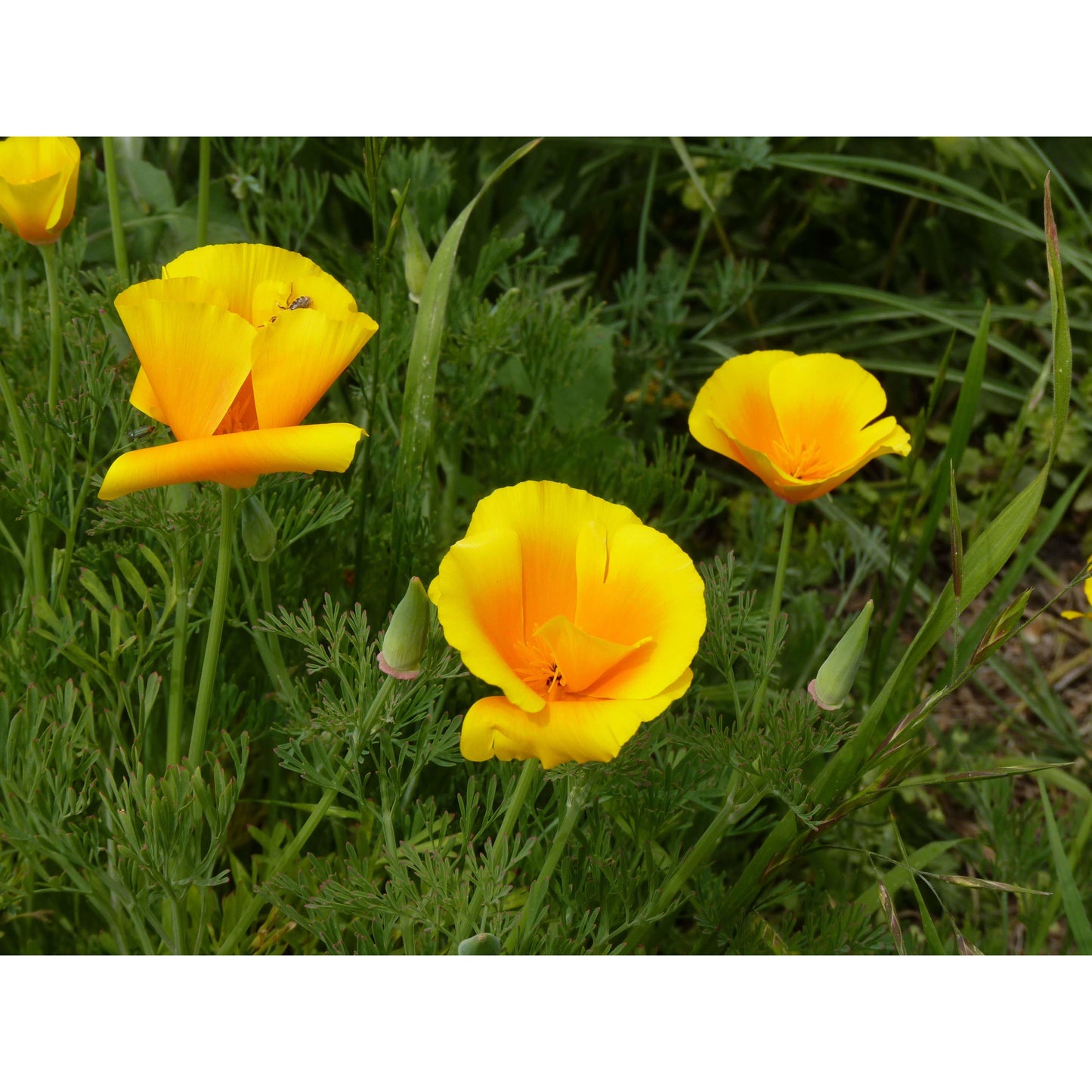 California Poppy Kit