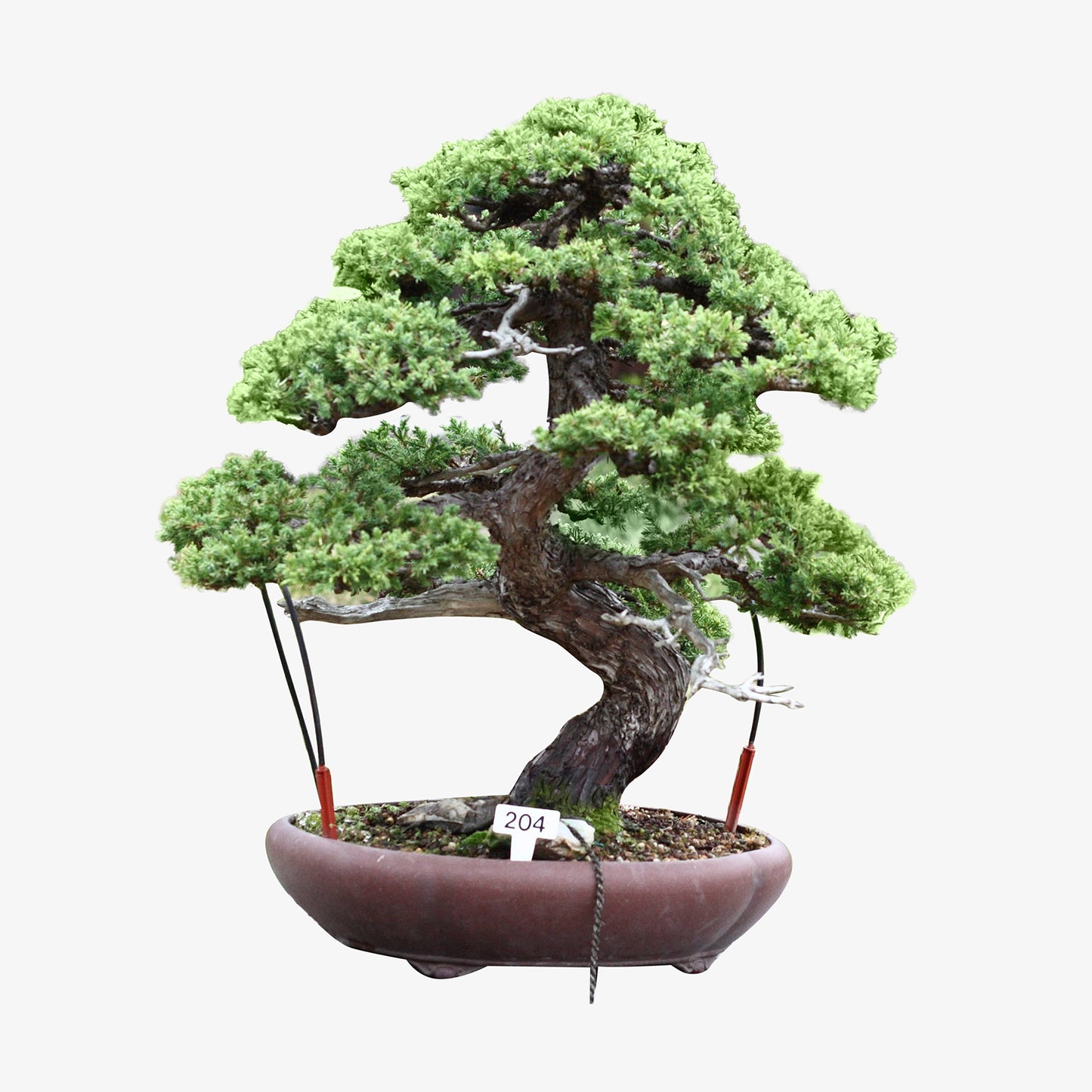 Chinese Juniper Bonsai Kit