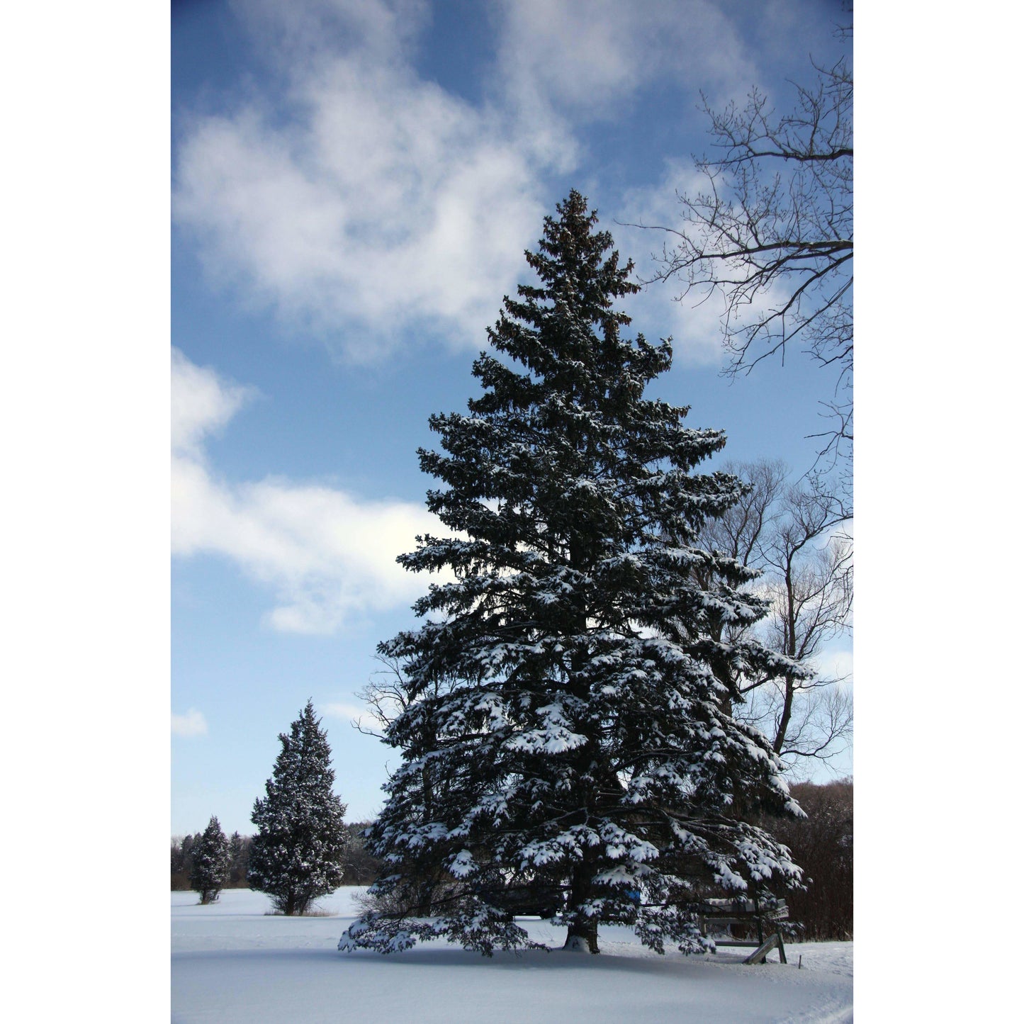 Colorado Blue Spruce