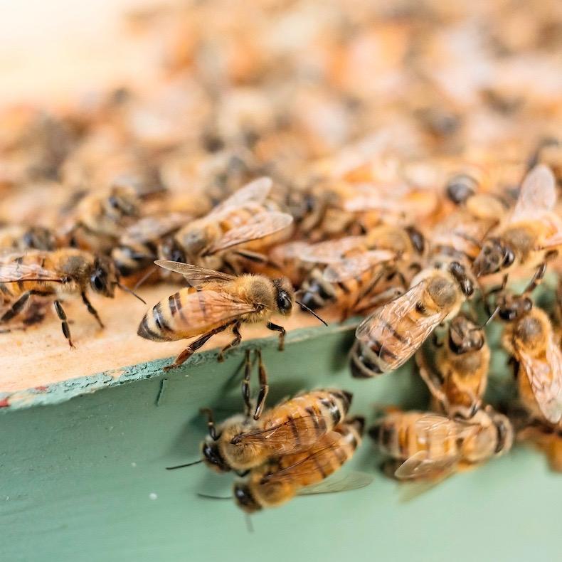 Vermont Raw Honey