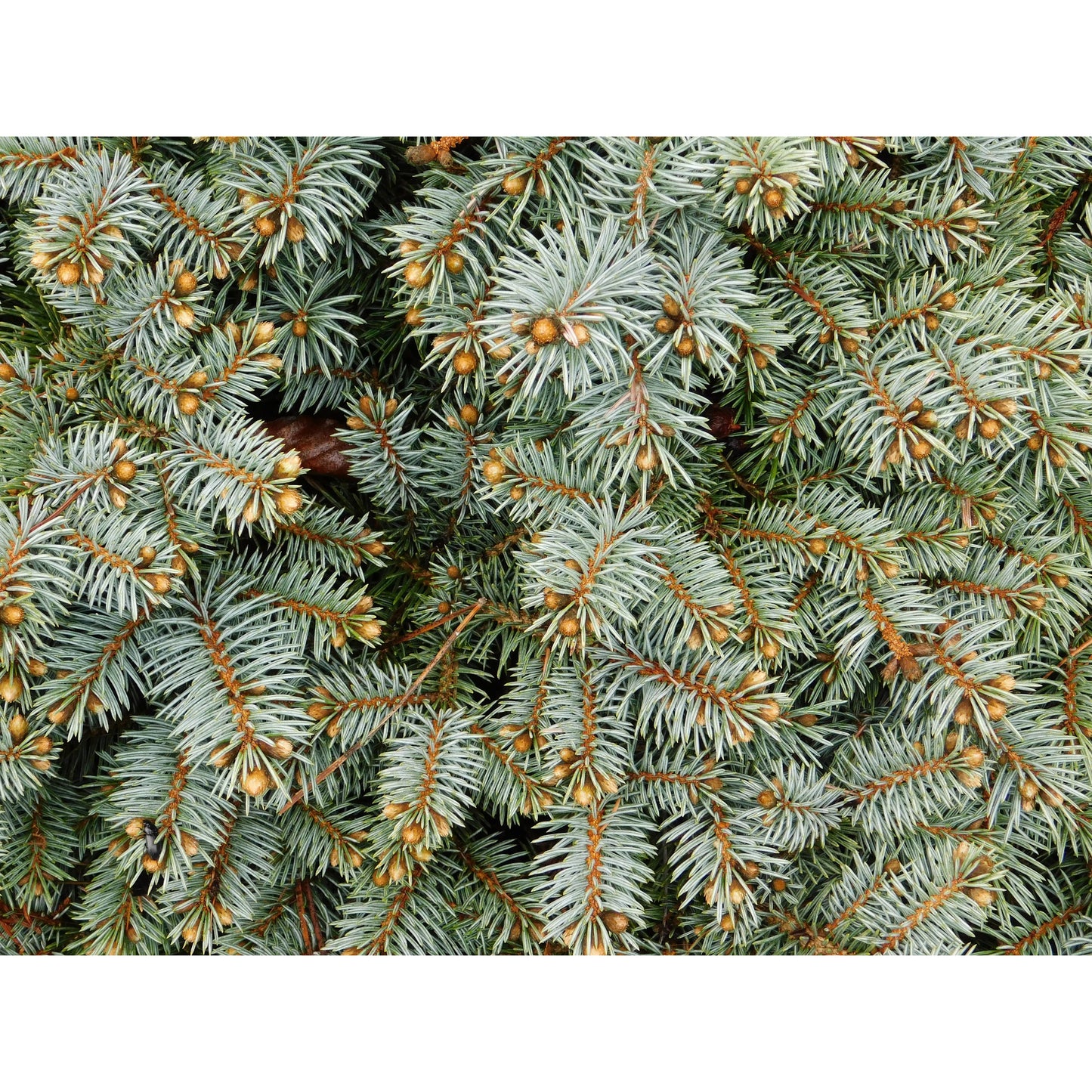 Colorado Blue Spruce