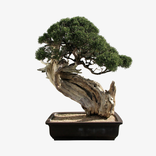 Rocky Mountain Juniper Bonsai Kit