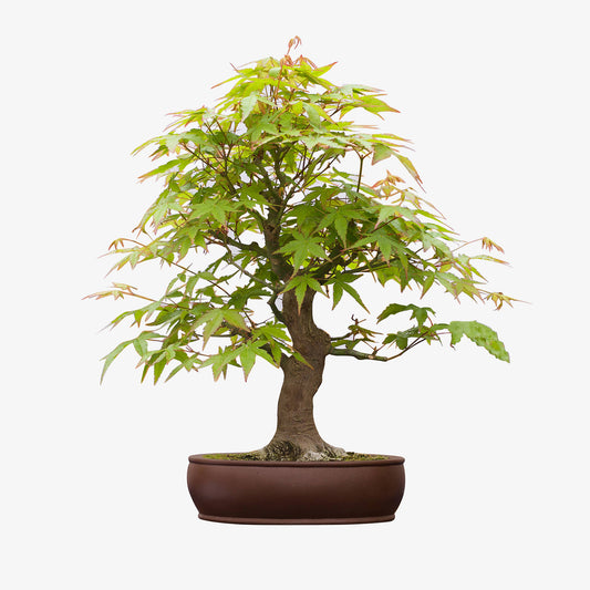 Japanese Maple Bonsai Kit